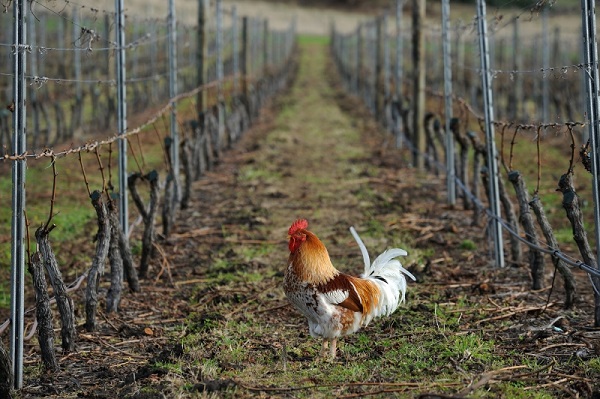 Tolpuddle rooster